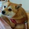 愛犬ルナ(春姫)