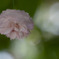 兼六園菊桜