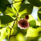 兼六園菊桜