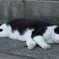 ねこ