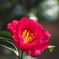 山茶花