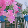 恋花