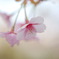 薄紅色の春Ⅱ