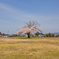 最期の桜満開