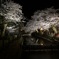 夜桜