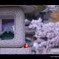 お寺 x 桜。　< IIIIIII >
