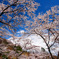 妙義山の桜