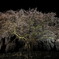 静寂の華