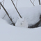 雪ユキウサギ2023Ver1.1