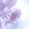 空に浮かぶ花