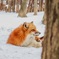 雪と狐