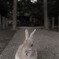 うさぎ年
