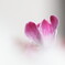 cyclamen
