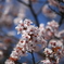 奥多摩桜2011425