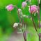 Aquilegia