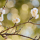 まだ寂しい枝に玉ボケの花を咲かせましょう
