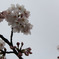 雨中桜２
