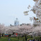 主題は桜