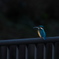 カワセミ