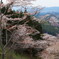 吉野の桜