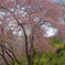 吉野の桜