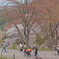 吉野の桜