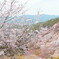 吉野の桜