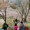 吉野の桜