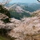 吉野の桜