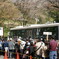 吉野の桜
