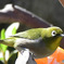 野山の鳥 23-033  メジ君