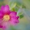 山茶花