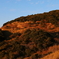 景