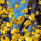 冬の花