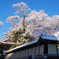 雪の花 満開