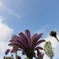 Trailing African Daisy