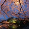夜櫻　~yozakura~