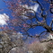青空に紅梅咲く