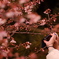 定点観測―咲き進む薩摩寒桜