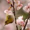 花粉まみれのメジロ