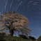 星と桜の夜