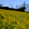 愛知県田原市の菜の花　その１