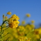 愛知県田原市の菜の花　その３