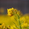 愛知県田原市の菜の花　その４