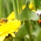 honybee　＆　ladybird
