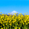 吾妻山公園【菜の花と富士山】②20230129銀塩NLP