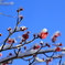 雪を被った梅の花