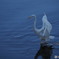 シラサギは小魚を狙っています