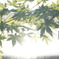 「Thursday Afternoon」