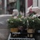 道端flower